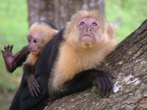 Wildlife at Peaks 'n Swells- right at camp!